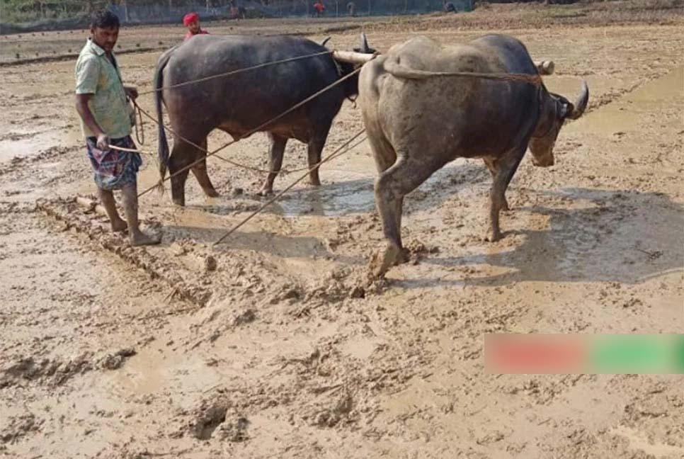 বিলুপ্তির পথে মই দিয়ে চাষাবাদ, পেশা হিসেবে নিলেন শফিকুল