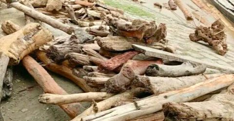 কুড়িগ্রামে নদীর স্রোতে ভেসে আসছে হাজারো গাছের গুড়ি!