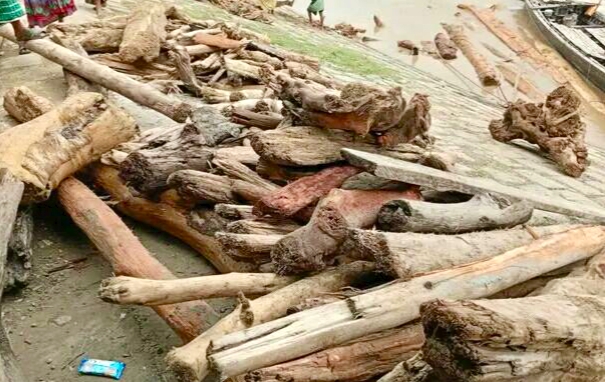 কুড়িগ্রামে নদীর স্রোতে ভেসে আসছে হাজারো গাছের গুড়ি!