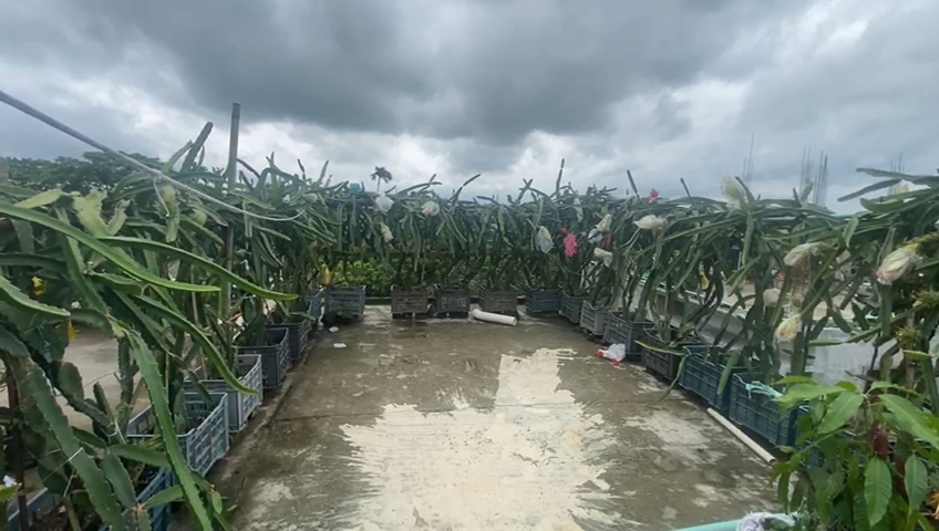 কৃষি বিভাগের সহযোগিতায় ছাদবাগানের দিকে ঝুকছে বাড়ির মালিকরা