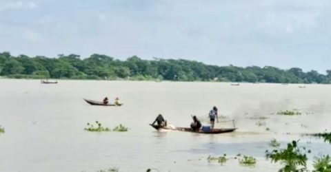 প্রজনন মৌসুমেও থামছে না মা ইলিশ শিকার: নদীতে চলছে চোর পুলিশের খেলা