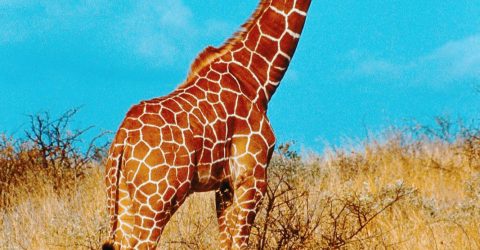 গাজীপুর সাফারি পার্কের সর্বশেষ জিরাফটিও মারা গেলো