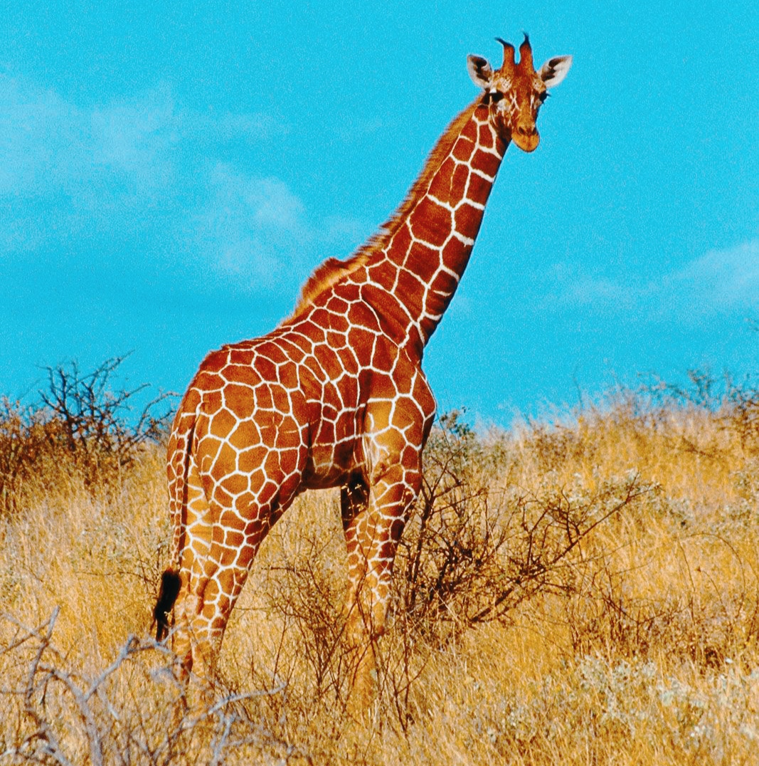 গাজীপুর সাফারি পার্কের সর্বশেষ জিরাফটিও মারা গেলো