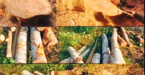 ছাত্রদলের সভাপতির নেতৃত্বে গাছ কেটে জমি দখলের অভিযোগ