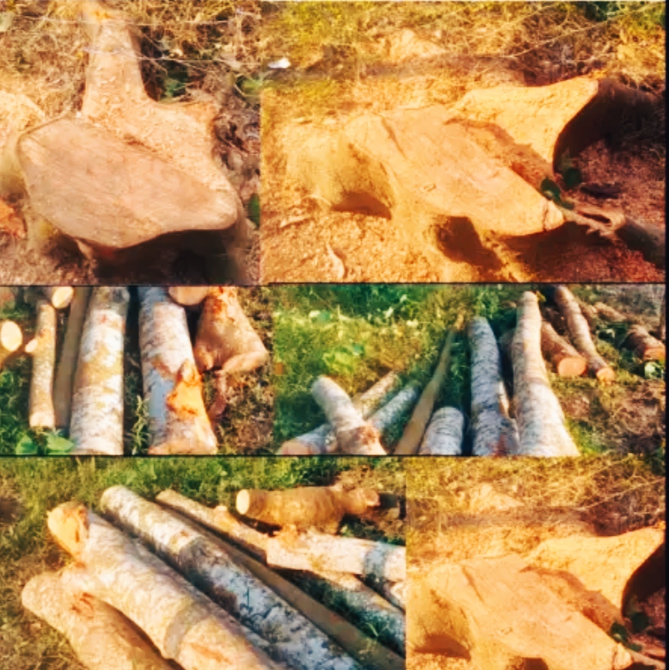 ছাত্রদলের সভাপতির নেতৃত্বে গাছ কেটে জমি দখলের অভিযোগ