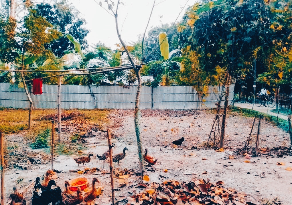 রাজারহাটে হিন্দু পরিবারের জমি জবরদখল, প্রশাসনের নীরব ভূমিকা!