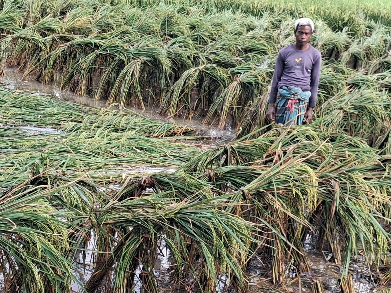 হতাশার মাঝেও আশার আলো: থোকা বাঁধা কৌশলে ঘুরে দাঁড়াচ্ছেন ডিমলার কৃষকরা
