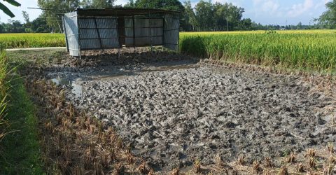 পীরগাছায় কৃষকের ধান কেটে টিনের চালা তুলে দখলের চেষ্টা, থানায় অভিযোগ