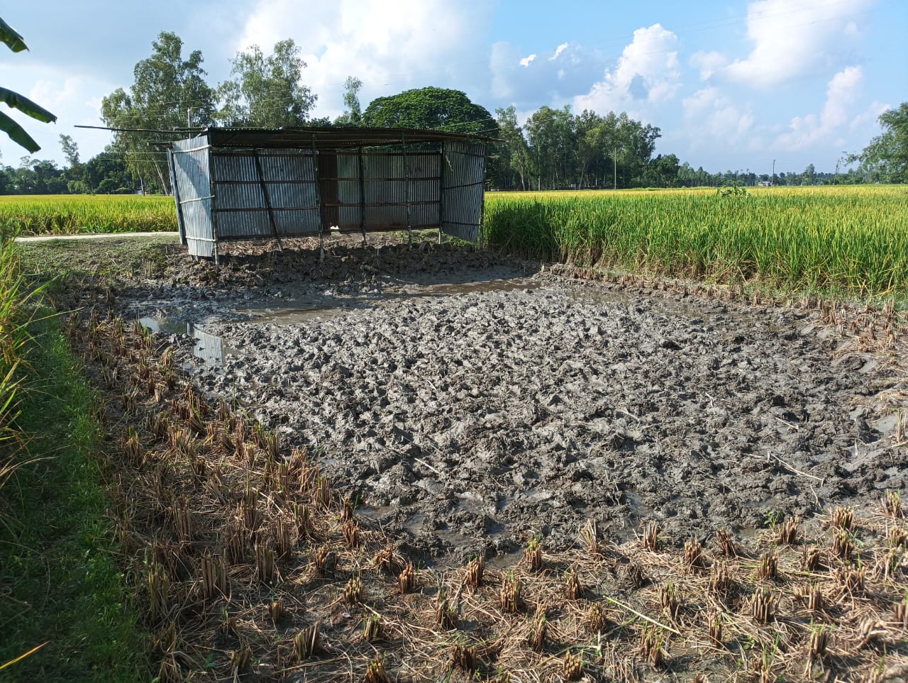 পীরগাছায় কৃষকের ধান কেটে টিনের চালা তুলে দখলের চেষ্টা, থানায় অভিযোগ