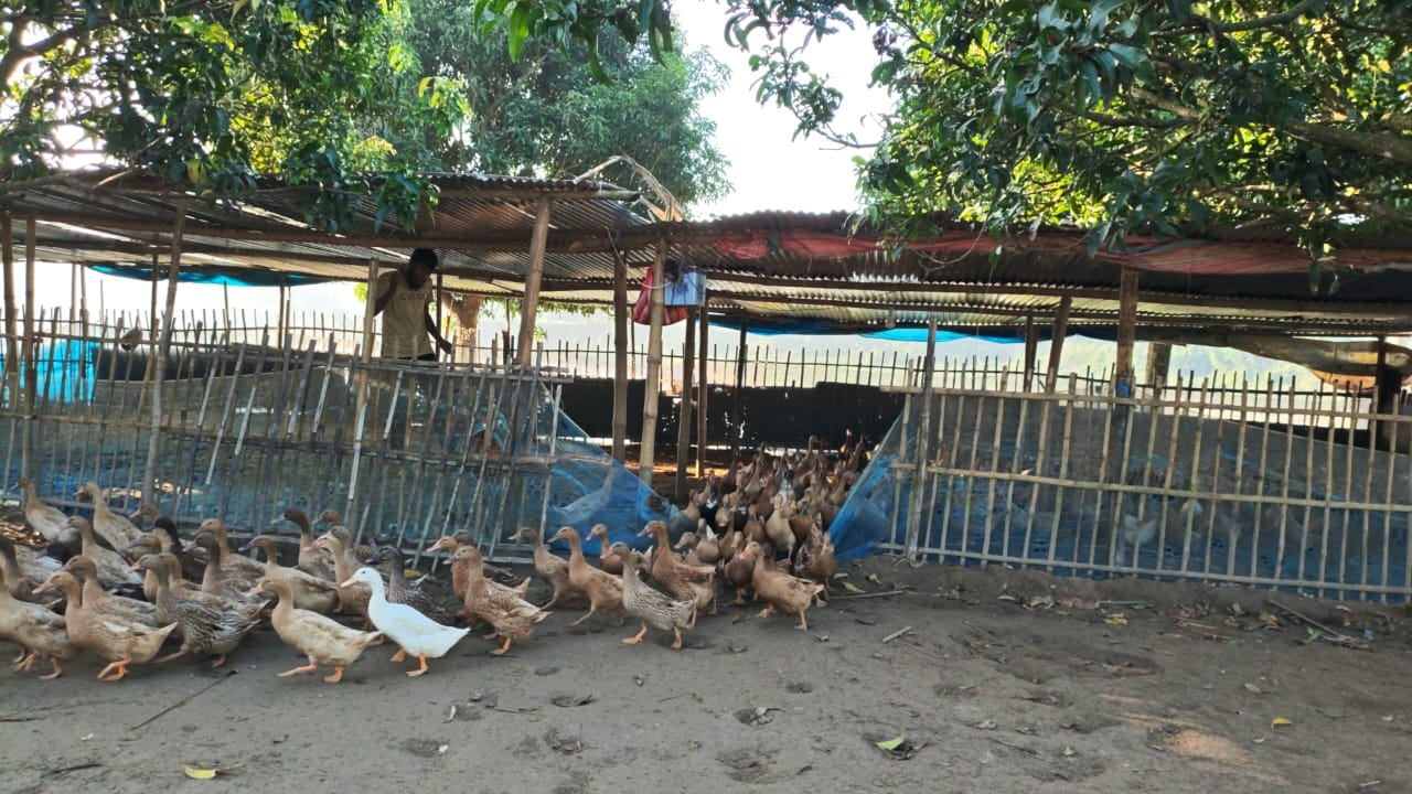 তরুণ উদ্যোক্তা পরানের সাফল্য: নদীতীরে হাঁসের খামারে ভাগ্যের দিগন্ত