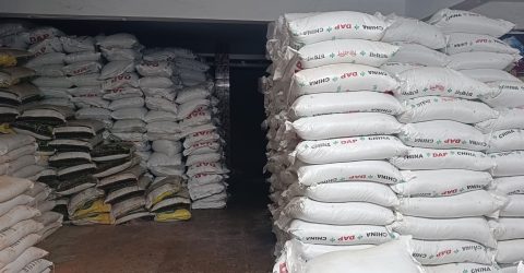 তাড়াশে সার সংকটে বিপাকে কৃষক: ডিলারদের অনিয়মে কৃষকদের ক্ষোভ