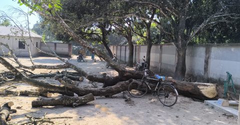 রাণীশংকৈলে রাতের আঁধারে মাদ্রাসার গাছ কর্তন-বিভিন্ন দপ্তরে অভিযোগ