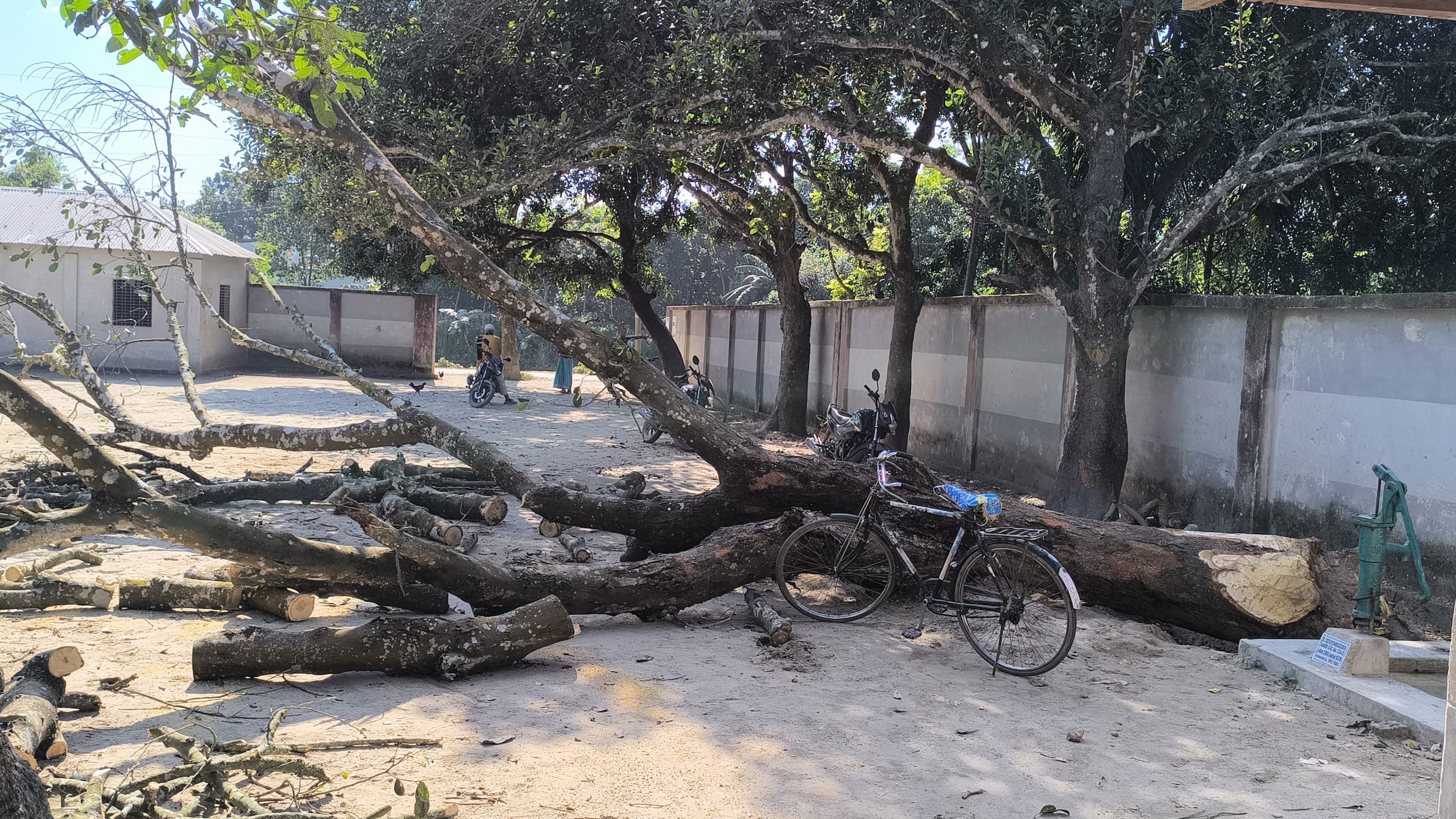 রাণীশংকৈলে রাতের আঁধারে মাদ্রাসার গাছ কর্তন-বিভিন্ন দপ্তরে অভিযোগ