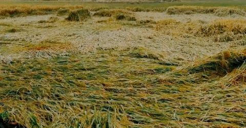 নিয়ামতপুরে বৃষ্টিতে আমন ধানের ক্ষতি, শঙ্কায় কৃষক