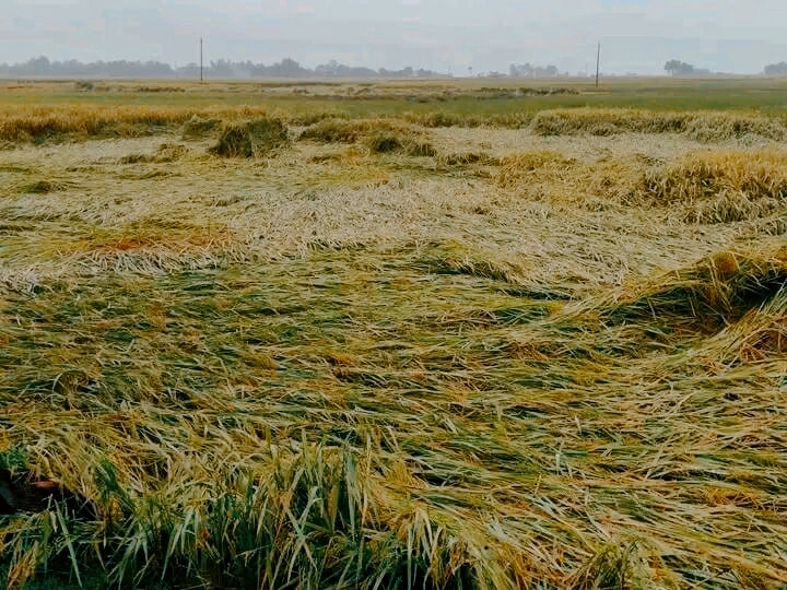 নিয়ামতপুরে বৃষ্টিতে আমন ধানের ক্ষতি, শঙ্কায় কৃষক