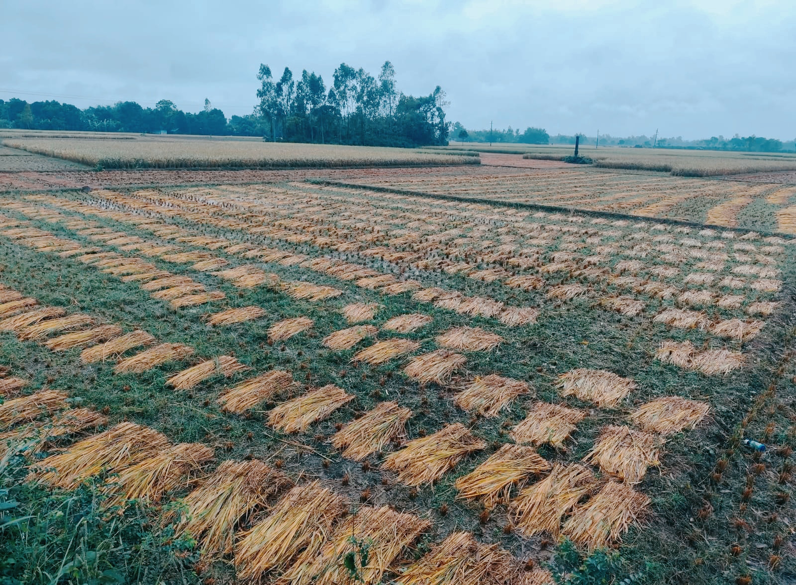 অকাল বৃষ্টিতে রাণীশংকৈলের মাঠজুড়ে ধান নষ্ট, দিশেহারা কৃষক