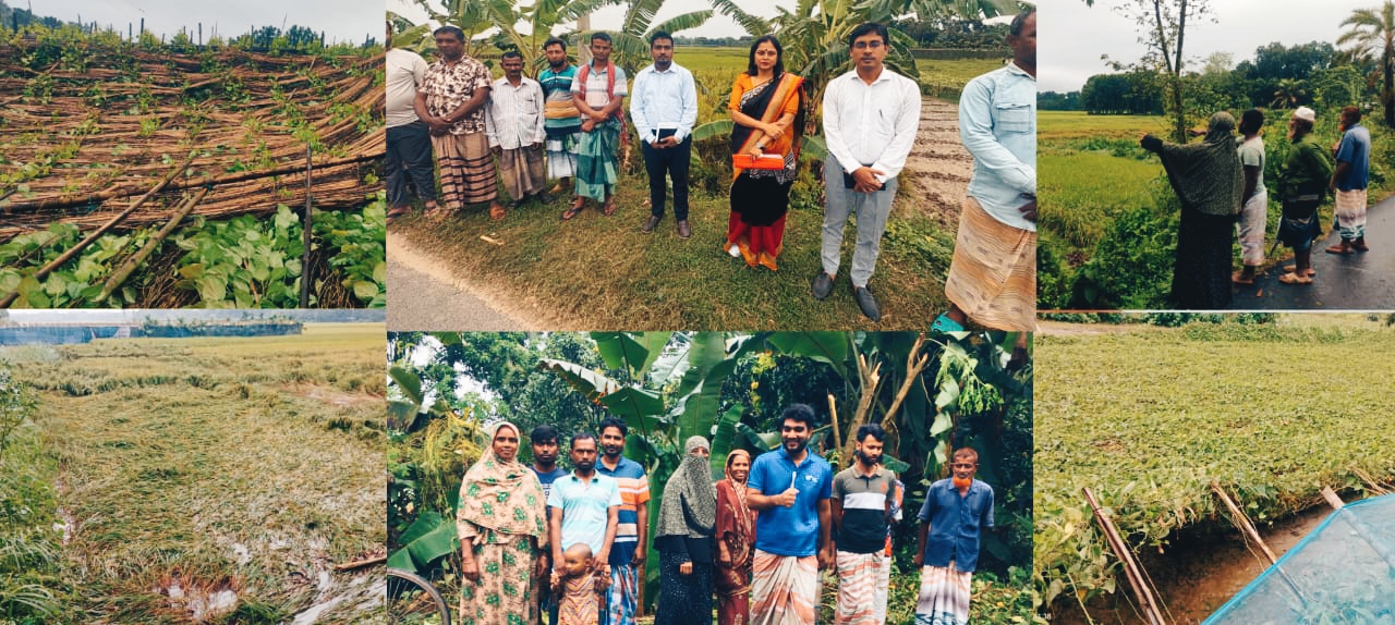 রাজশাহীর দূর্গাপুরে ঝড়-বৃষ্টিতে ফসলের ব্যাপক ক্ষতি