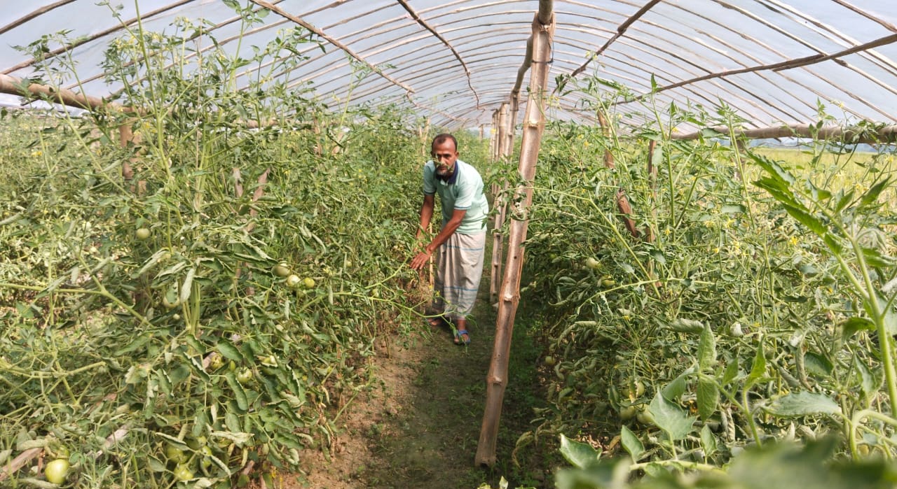 নড়াইলে পলিশেডে টমেটো চাষ করে সফল কৃষকেরা