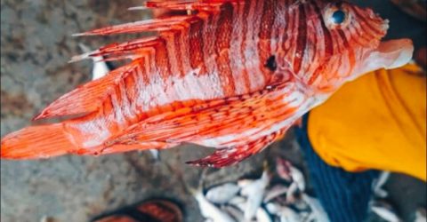 জেলের জালে ধরা পড়লো বিরল প্রজাতির বিষাক্ত লায়নফিশ