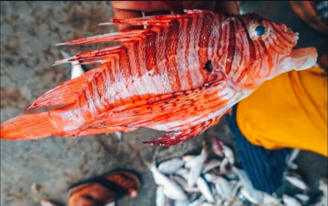 জেলের জালে ধরা পড়লো বিরল প্রজাতির বিষাক্ত লায়নফিশ