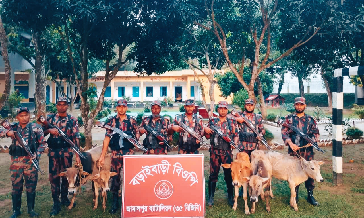 রৌমারী সীমান্তে বিজিবির অভিযান, ভারতীয় গরু জব্দ