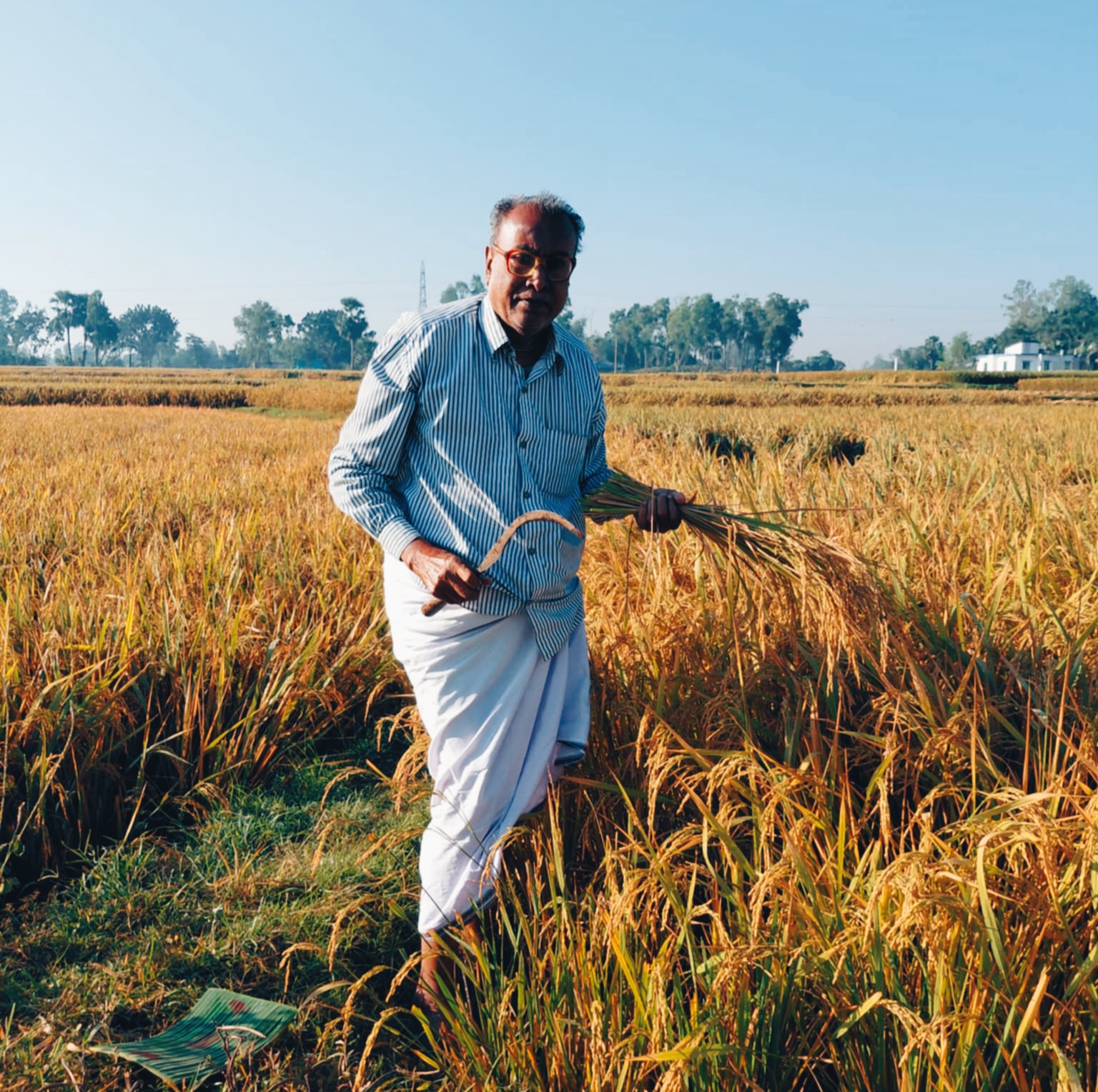 নিয়ামতপুরে ঘরে ঘরে নবান্ন উৎসব