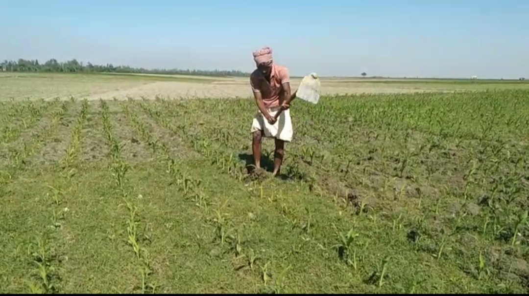 ভুট্টা চাষে ব্যস্ত সময় পার করছেন গাইবান্ধার কৃষকরা
