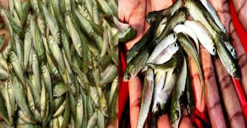 ওসমানীনগরে চলছে পোনা নিধনের রামরাজ্য, অবৈধ জালেই শেষ মাছের ভবিষ্যৎ