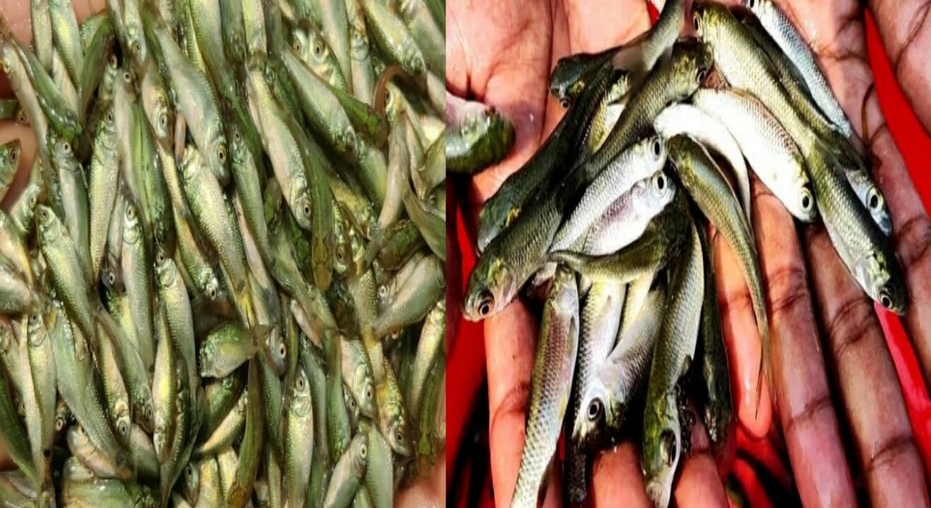 ওসমানীনগরে চলছে পোনা নিধনের রামরাজ্য, অবৈধ জালেই শেষ মাছের ভবিষ্যৎ