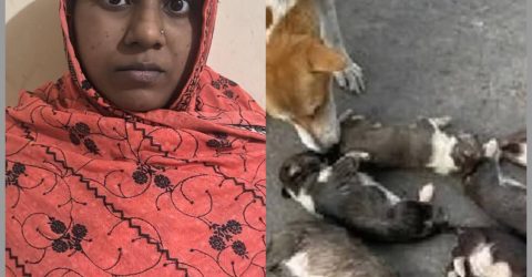 পাবনায় আট কুকুরছানা হত্যা মামলায় সরকারি কর্মকর্তার স্ত্রী গ্রেপ্তার