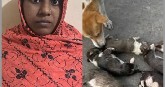 পাবনায় আট কুকুরছানা হত্যা মামলায় সরকারি কর্মকর্তার স্ত্রী গ্রেপ্তার