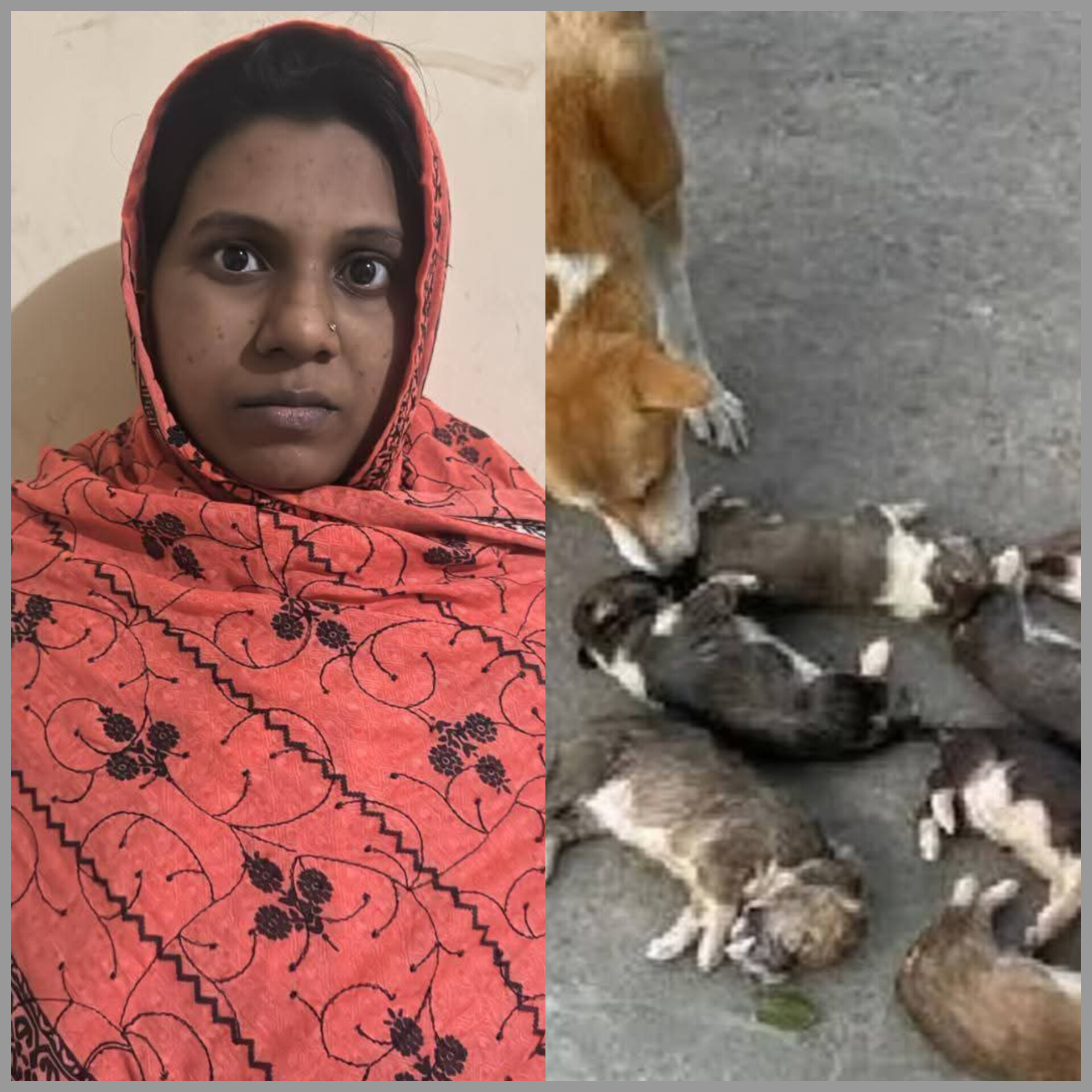 পাবনায় আট কুকুরছানা হত্যা মামলায় সরকারি কর্মকর্তার স্ত্রী গ্রেপ্তার