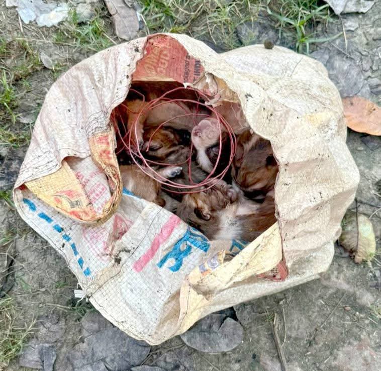 পাবনায় ৮টি কুকুর ছানাকে পুকুরে ডুবিয়ে হত্যা: ব্যবস্থা নিতে লিগ্যাল নোটিশ